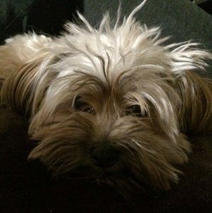 Meet your Posher, Tanya dawn